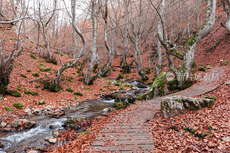 Faedo de Ciñera河畔木路:秋天的地毯
